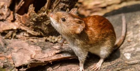 Alarma por aumento de casos de hantavirus y alta&nbsp;letalidad